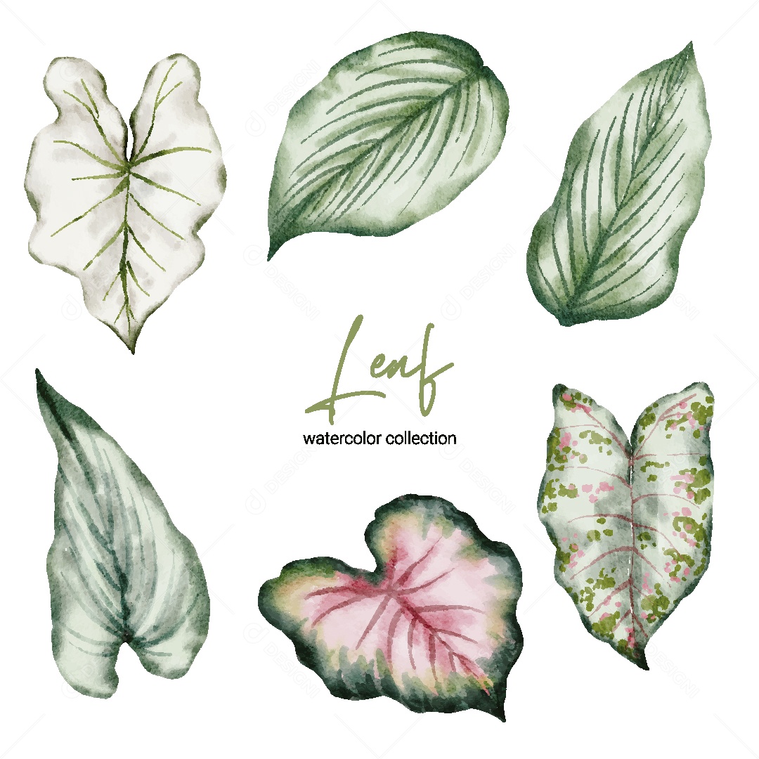 Coleção de Aquarela de Folhas Ilustração Vetor EPS