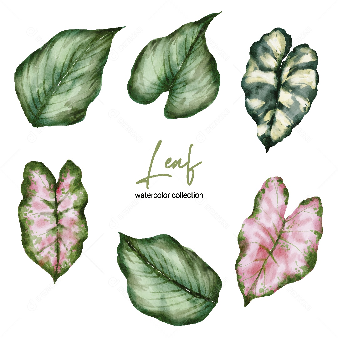 Coleção de Aquarela de Folhas Ilustração Vetor EPS