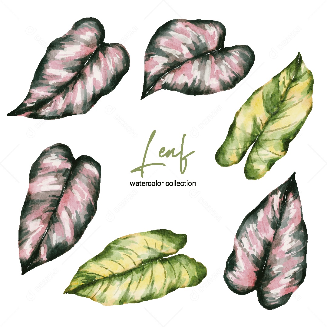 Coleção de Aquarela de Folhas Ilustração Vetor EPS