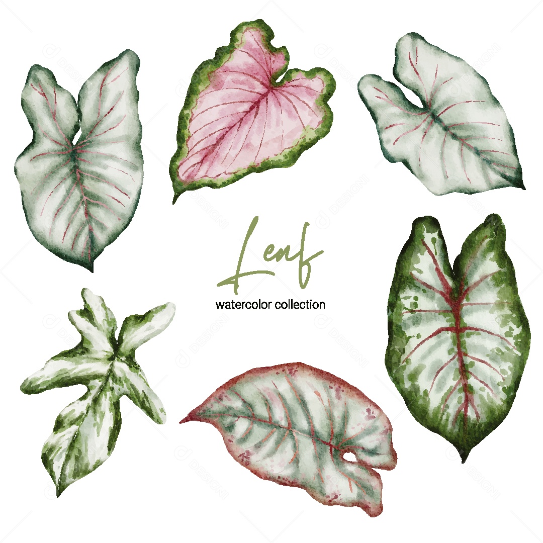 Coleção de Aquarela de Folhas Ilustração Vetor EPS