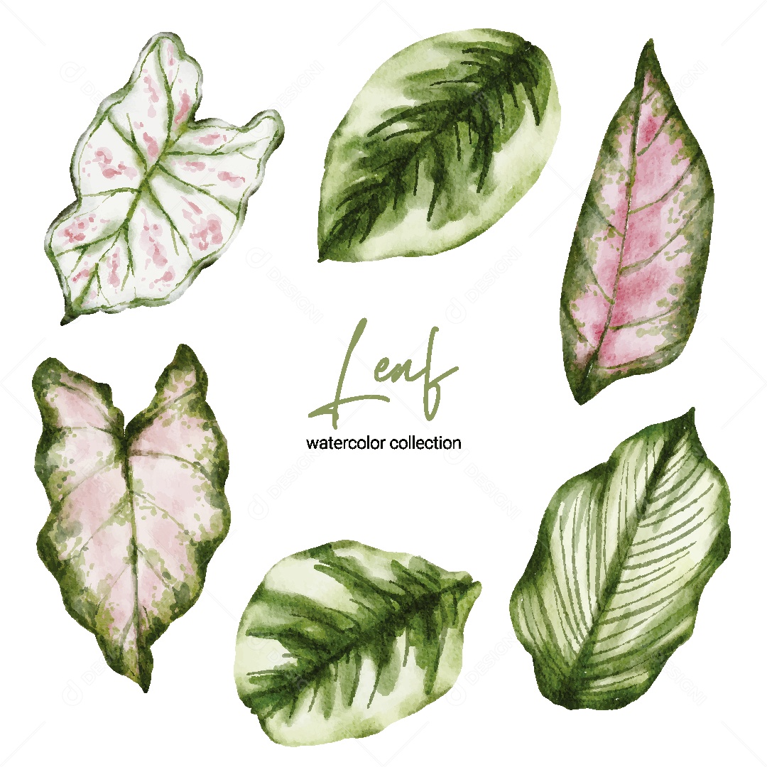 Coleção de Aquarela de Folhas Ilustração Vetor EPS