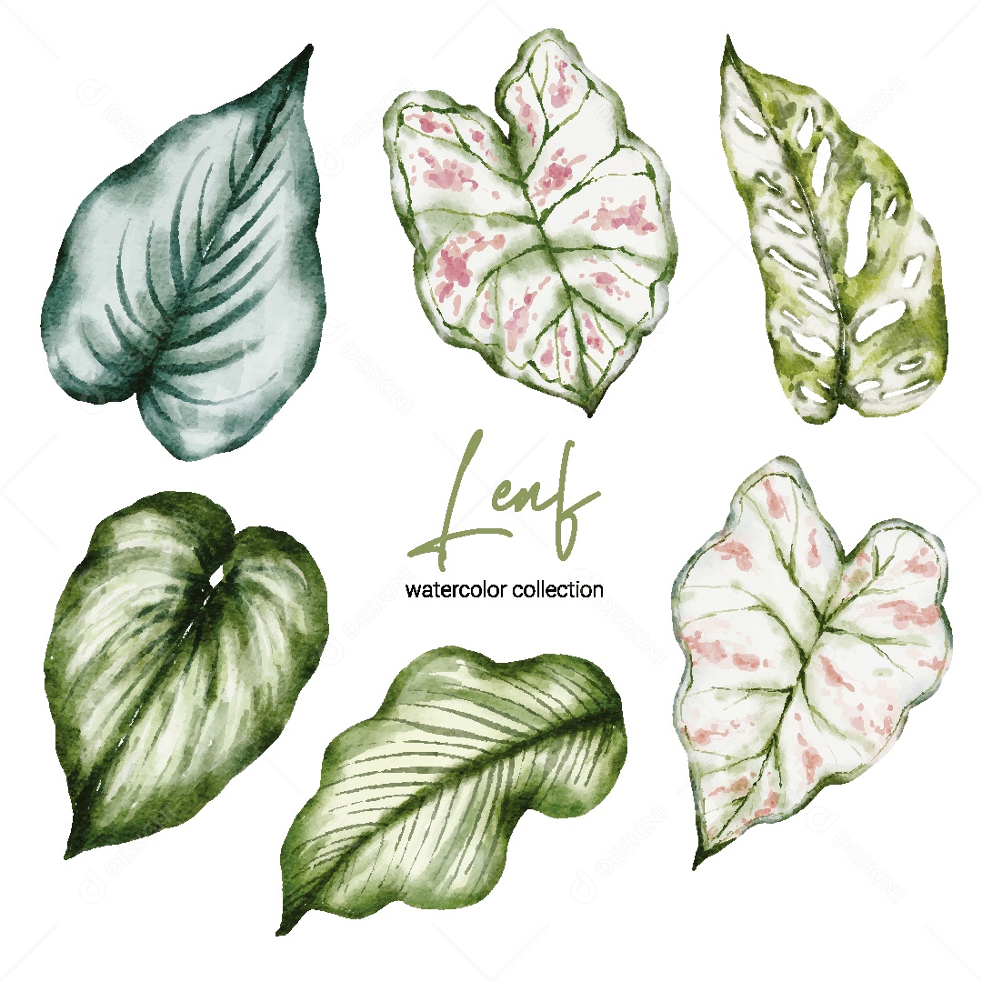 Coleção de Aquarela de Folhas Ilustração Vetor EPS