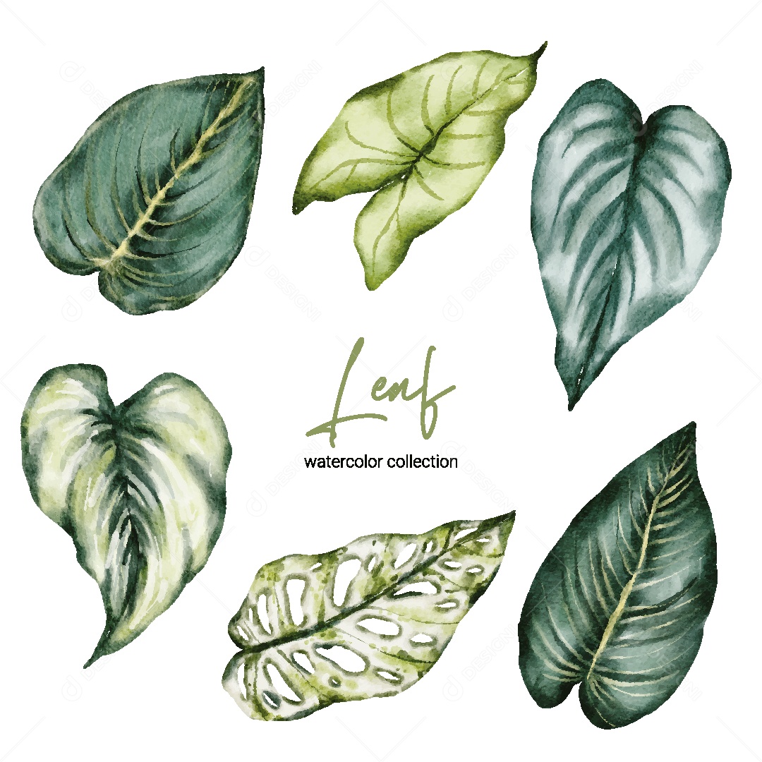 Coleção de Aquarela de Folhas Ilustração Vetor EPS