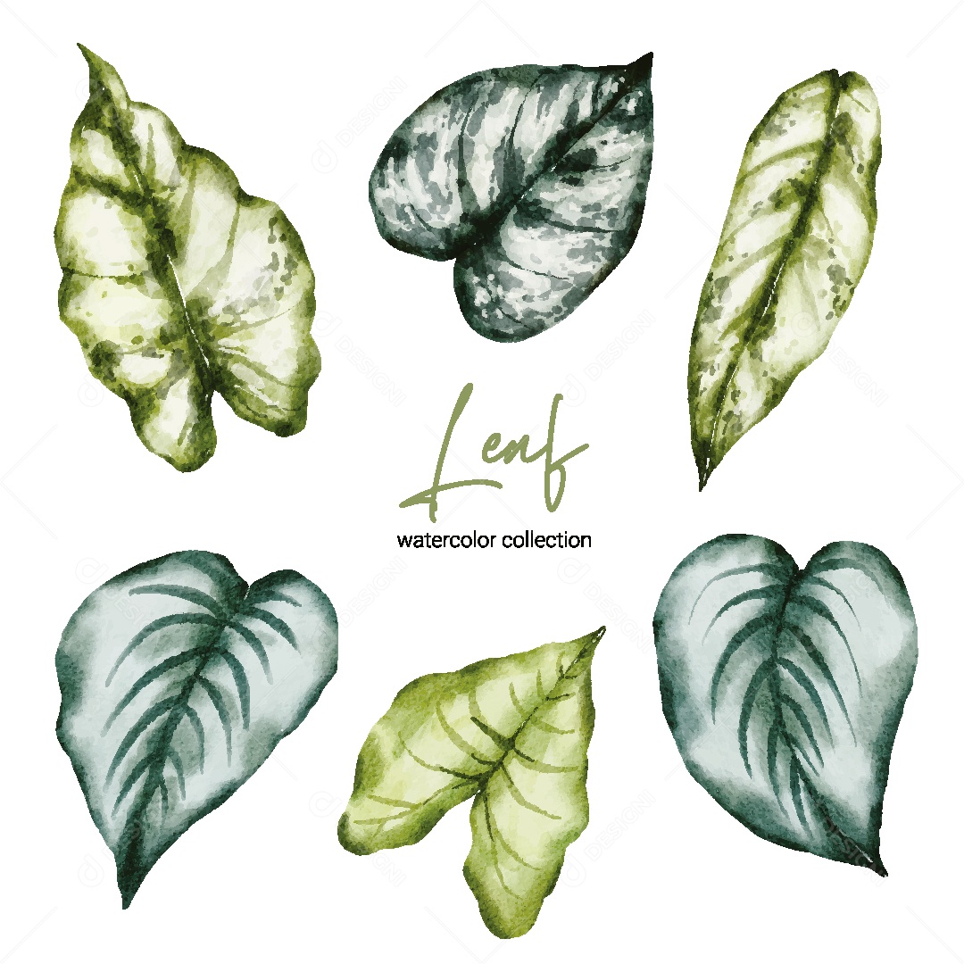 Coleção de Aquarela de Folhas Ilustração Vetor EPS