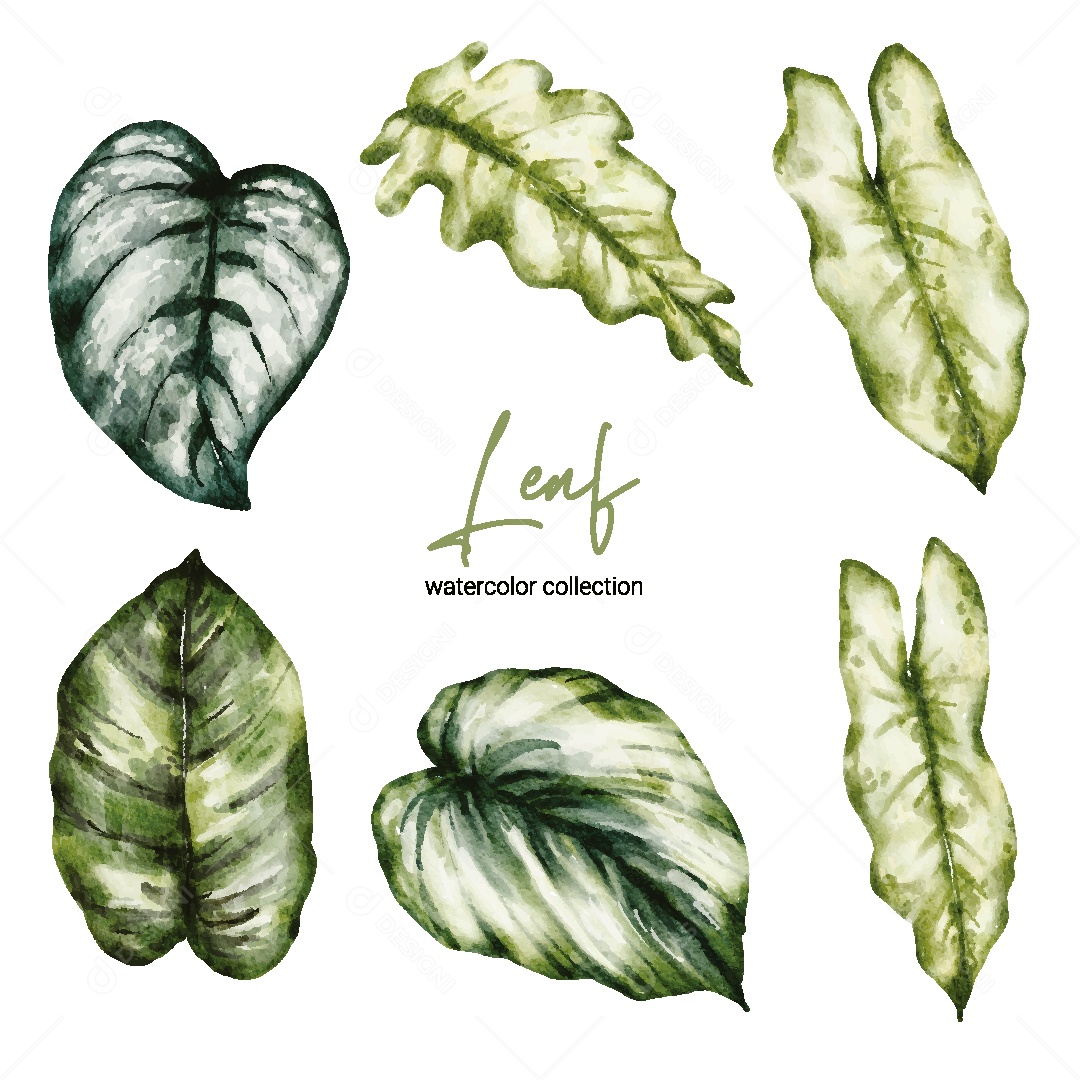 Coleção de Aquarela de Folhas Ilustração Vetor EPS