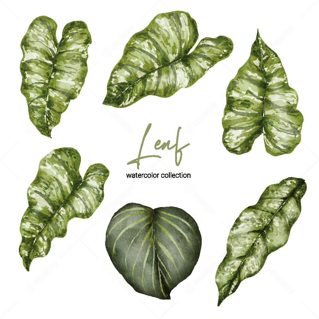 Coleção de Aquarela de Folhas Ilustração Vetor EPS