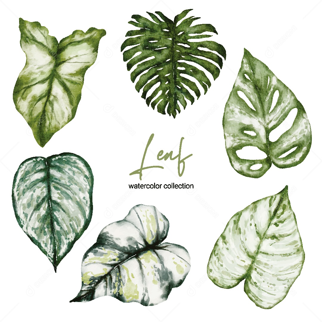 Coleção de Aquarela de Folhas Ilustração Vetor EPS