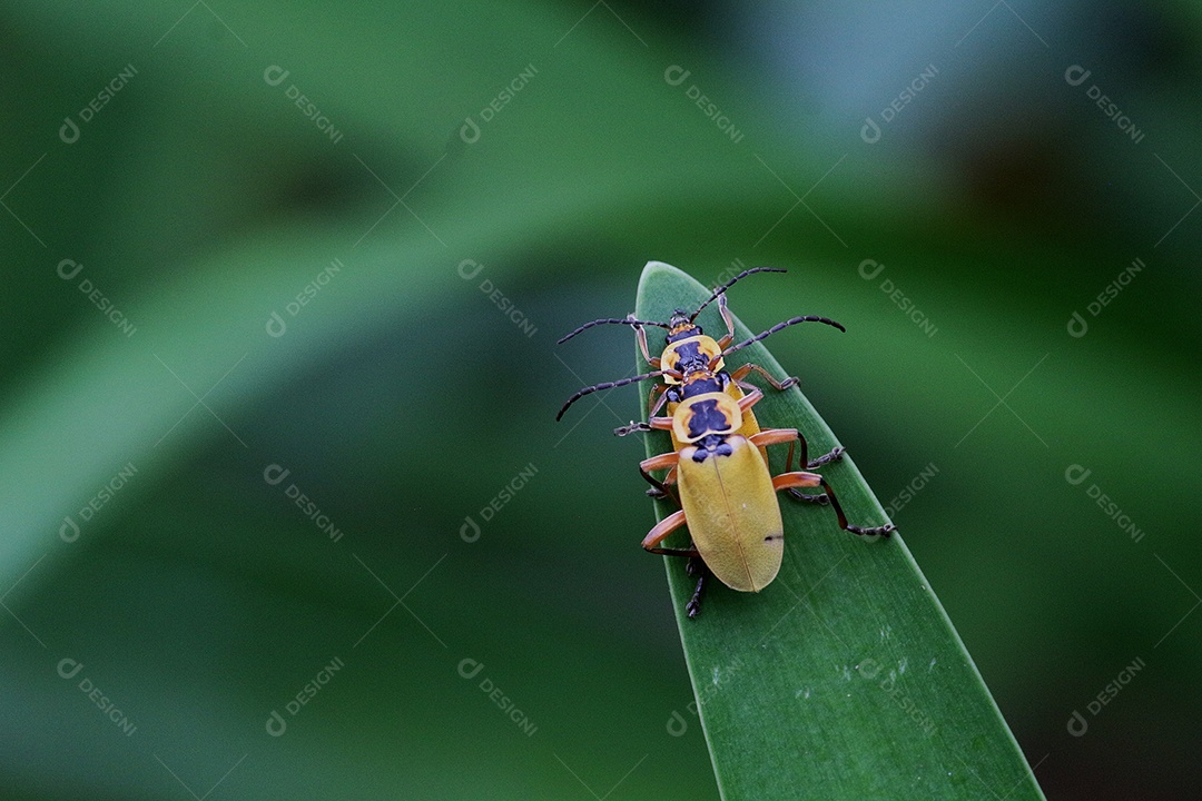 Inseto sobre floresta