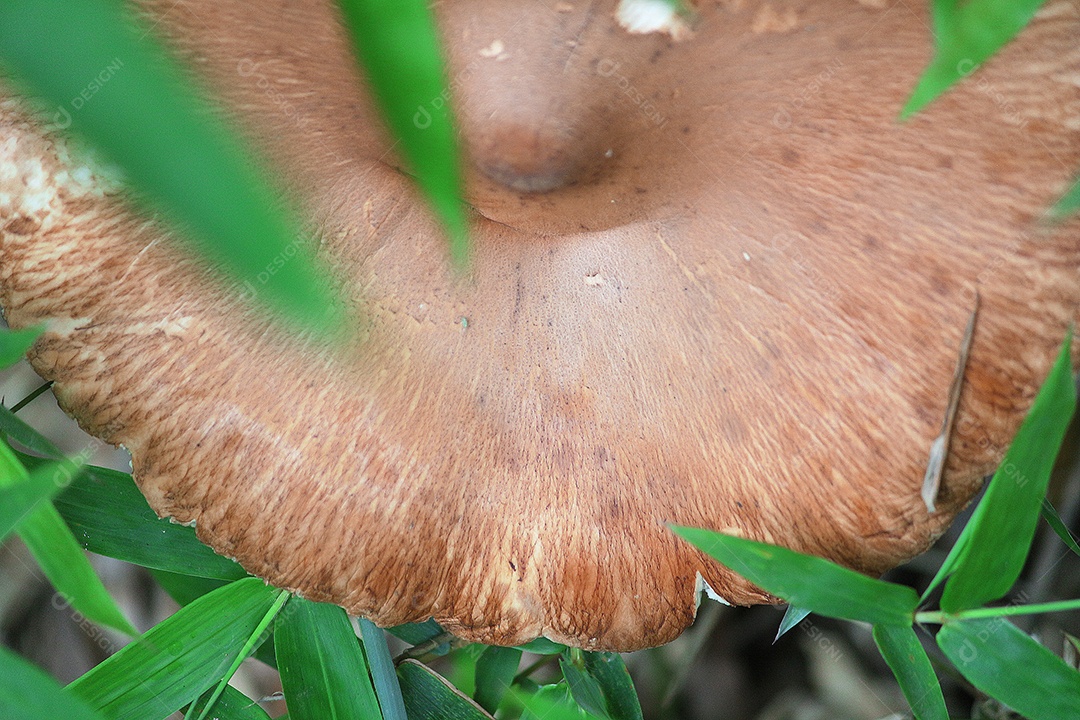 Cogumelo sobre floresta