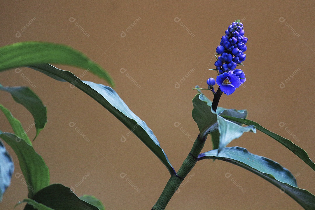 Flores sobre floresta