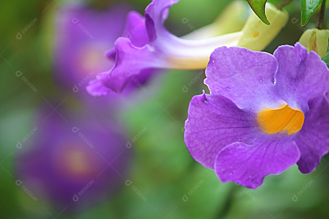 Flores sobre floresta