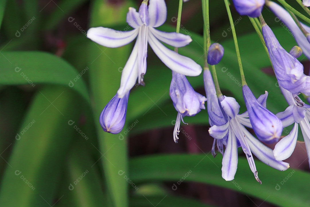 Flores sobre floresta
