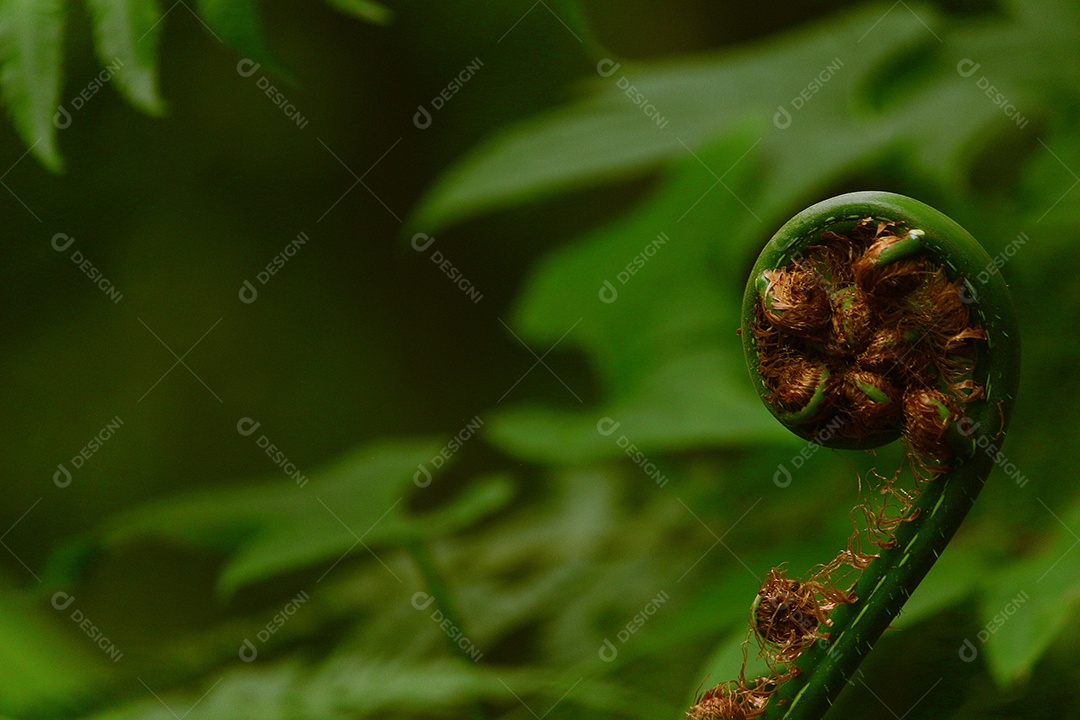 Folhas sobre floresta