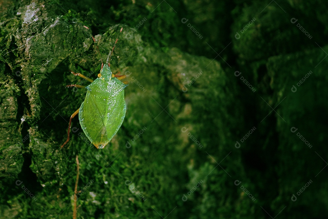 Inseto sobre floresta