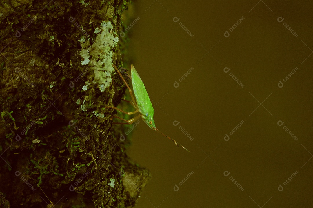 Inseto sobre floresta