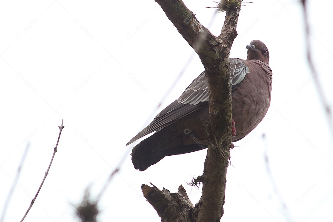 Pombo sobre galhos de árvore