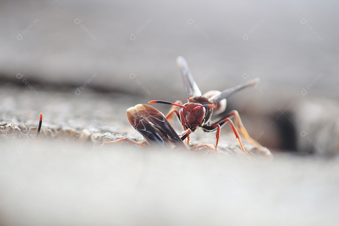 Inseto vespa sobre floresta