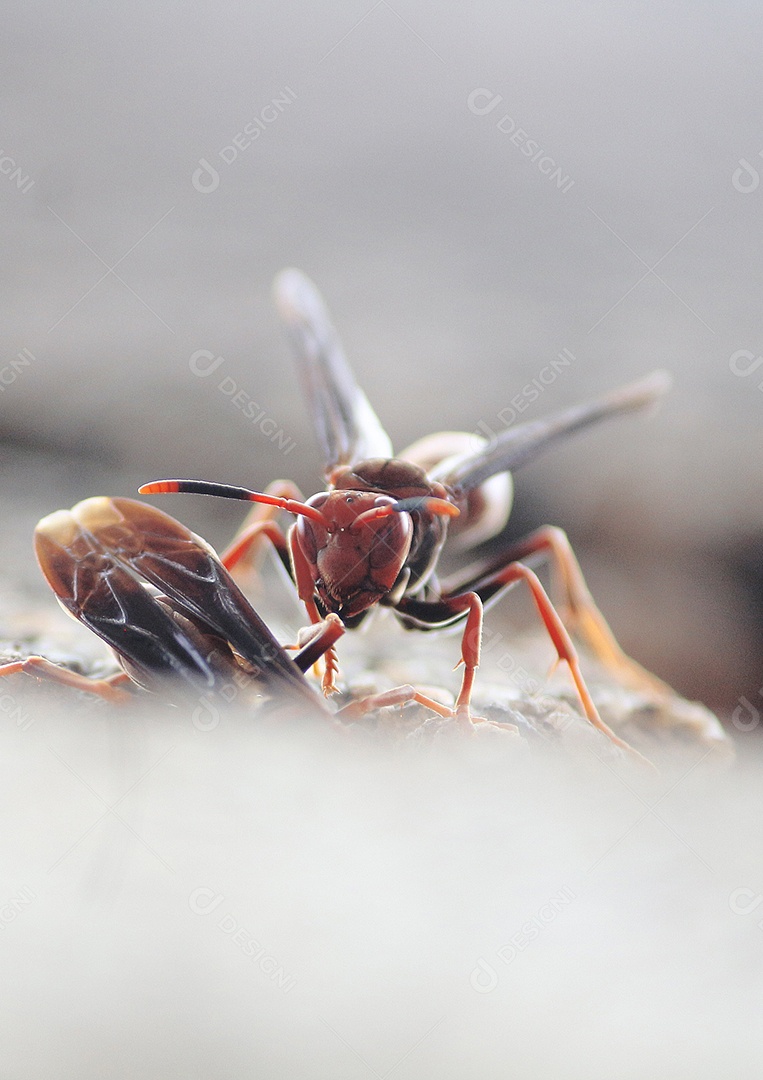 Inseto vespa sobre floresta