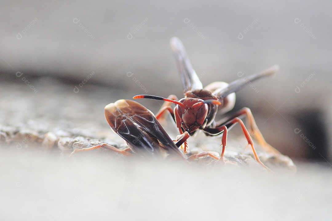 Inseto vespa sobre floresta