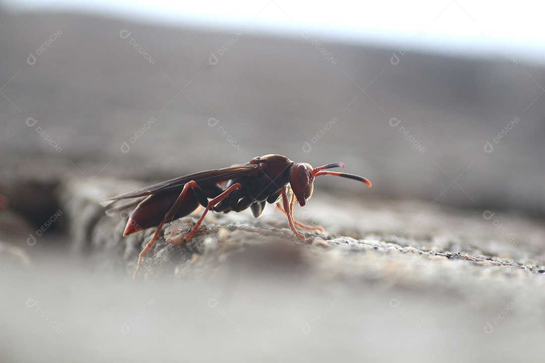 Inseto vespa sobre floresta