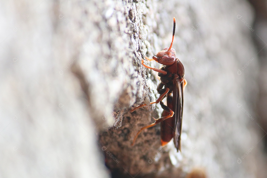 Inseto vespa sobre floresta