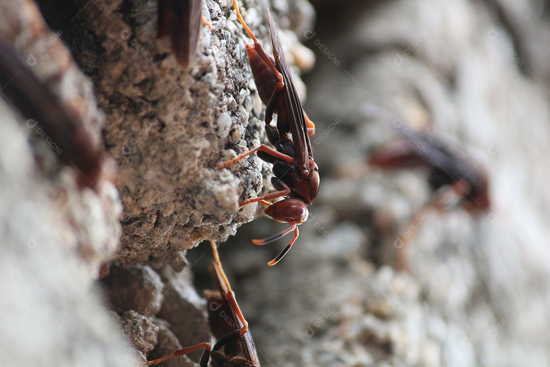 Inseto vespa sobre floresta