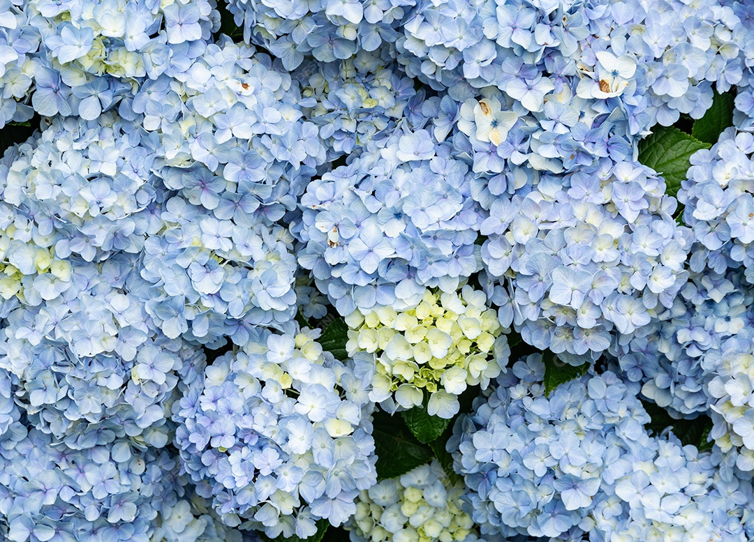 Flor de hortênsia azul no sudeste do Brasil.