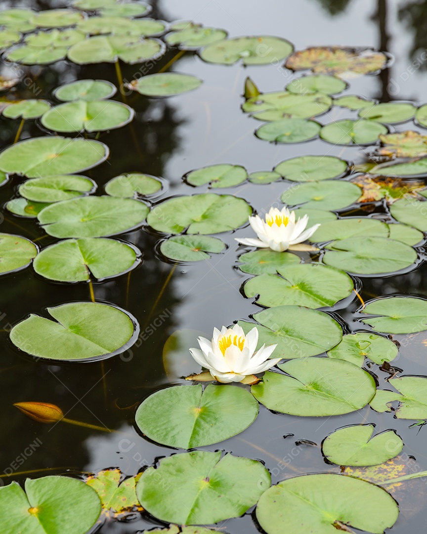 Nenúfar branco e amarelo ao lado de almofadas de lírio em uma lagoa.