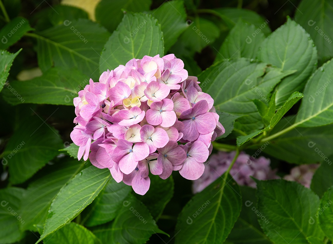 Flor de hortênsia rosa no sudeste do Brasil.