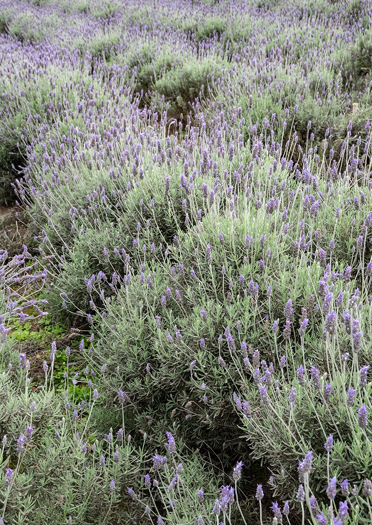Campo de flores de lavanda no sudeste do Brasil.
