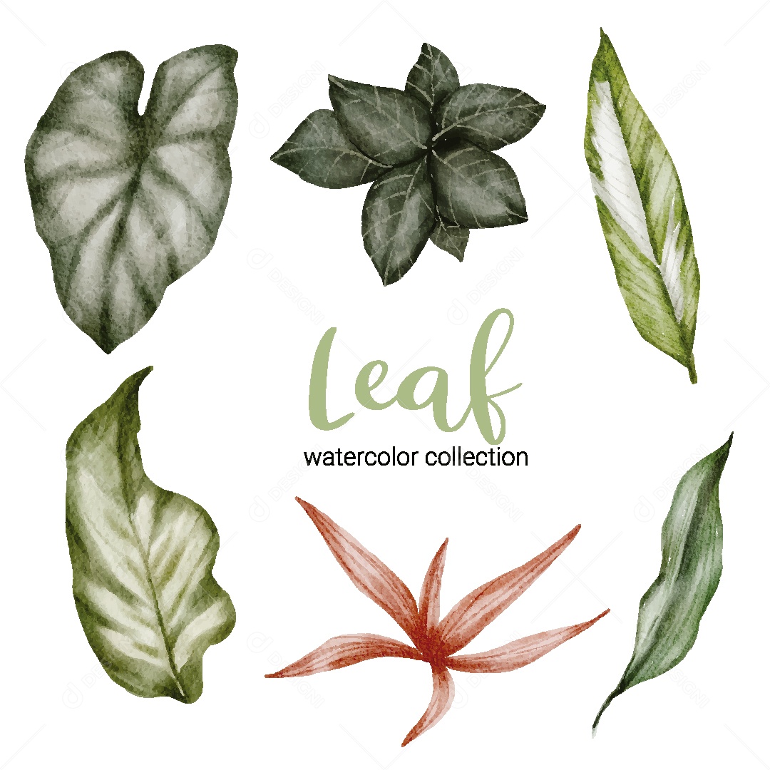 Conjunto de Folhas em Aquarela Ilustração Vetor EPS