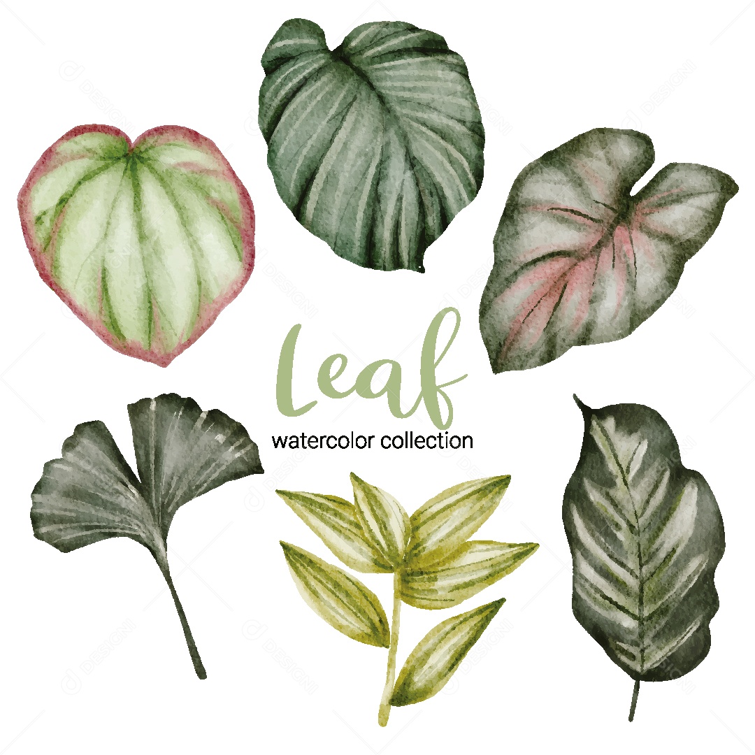 Conjuntos de Folhas em Aquarela Ilustração Vetor EPS