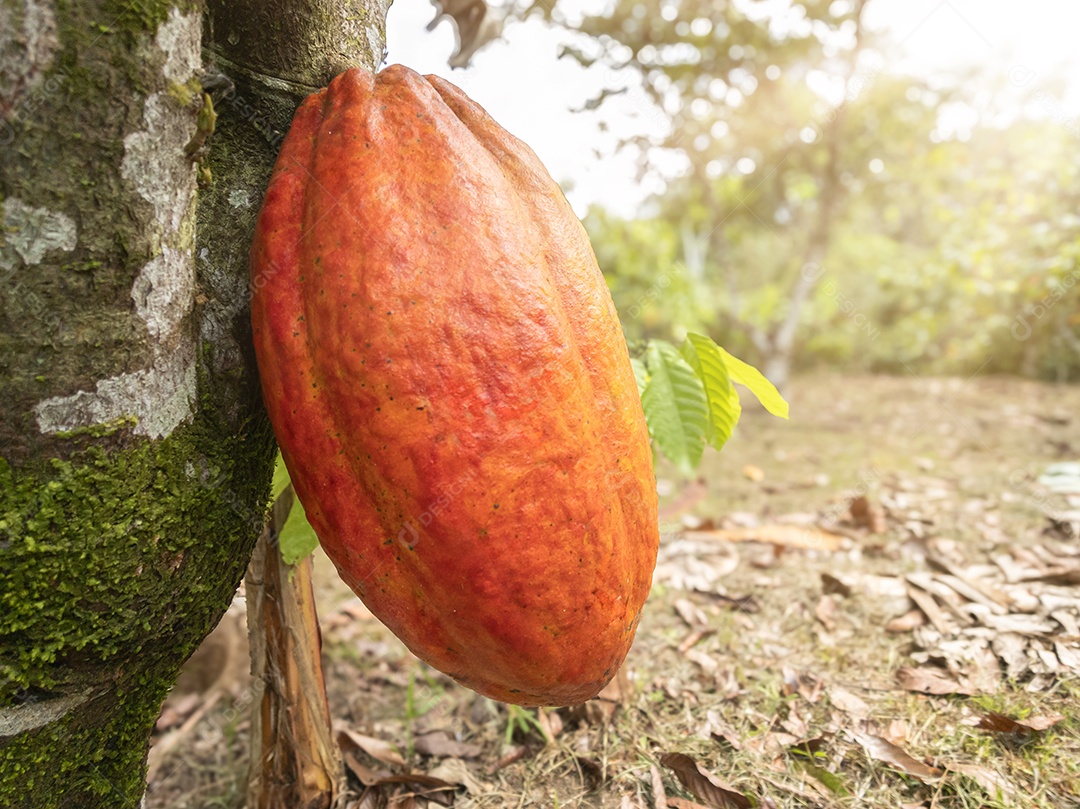 Cacau no pé de cacauzeiro