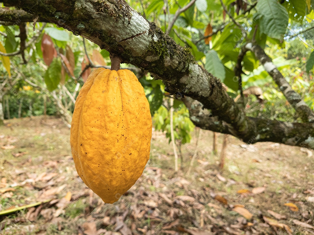 Árvore cacauzeiro carregado com frutos