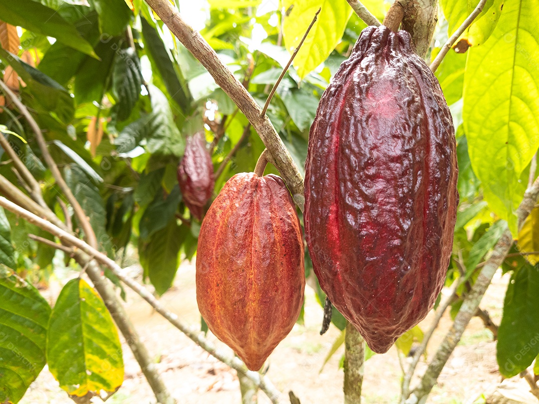Cacaueiro com frutos plantados em fazenda em Ilhéus