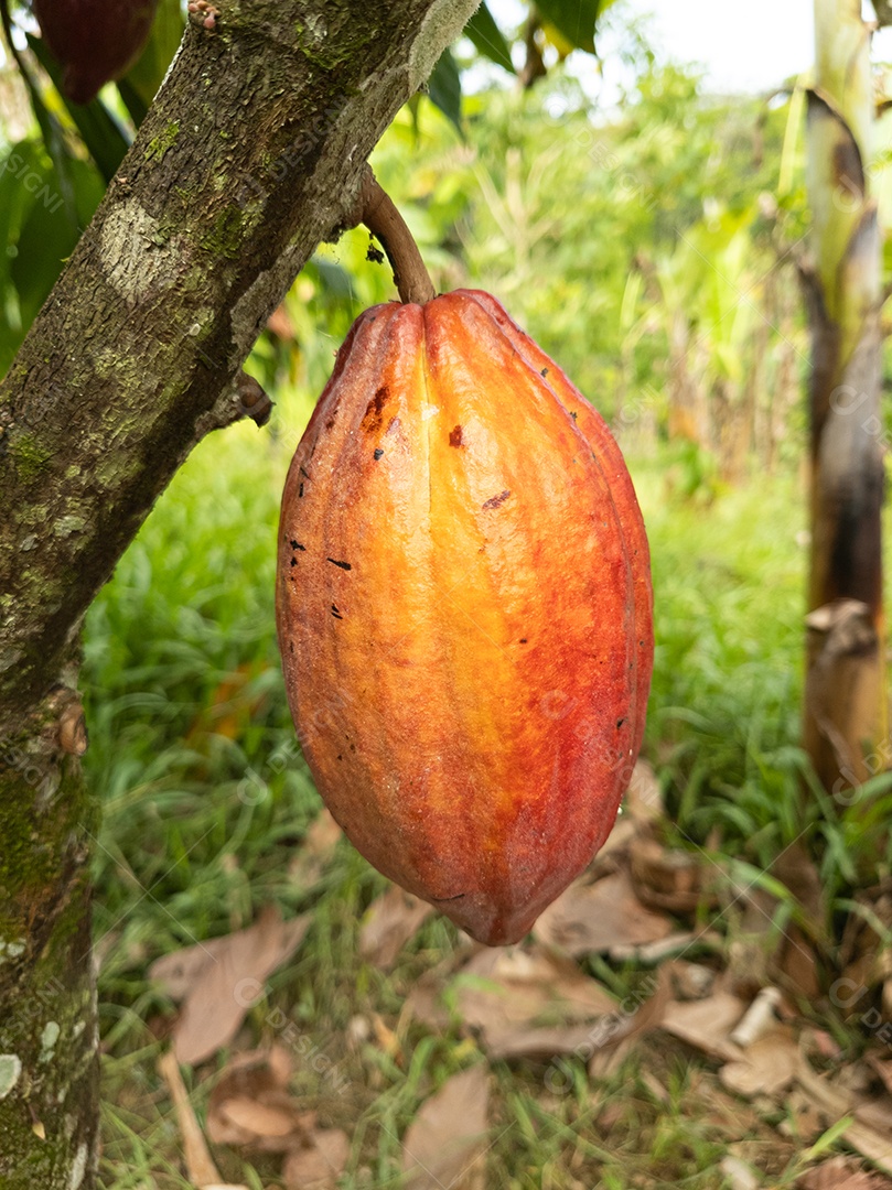 Cacaueiro com frutos plantados em fazenda em Ilhéus