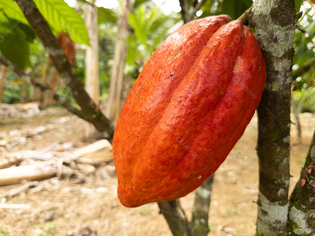Cacaueiro com frutos plantados em fazenda em Ilhéus
