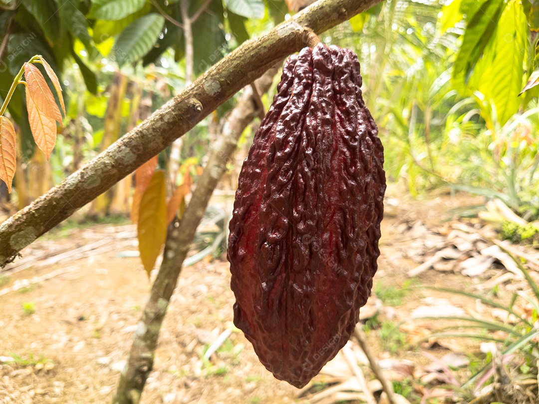Cacaueiro com frutos plantados em fazenda em Ilhéus