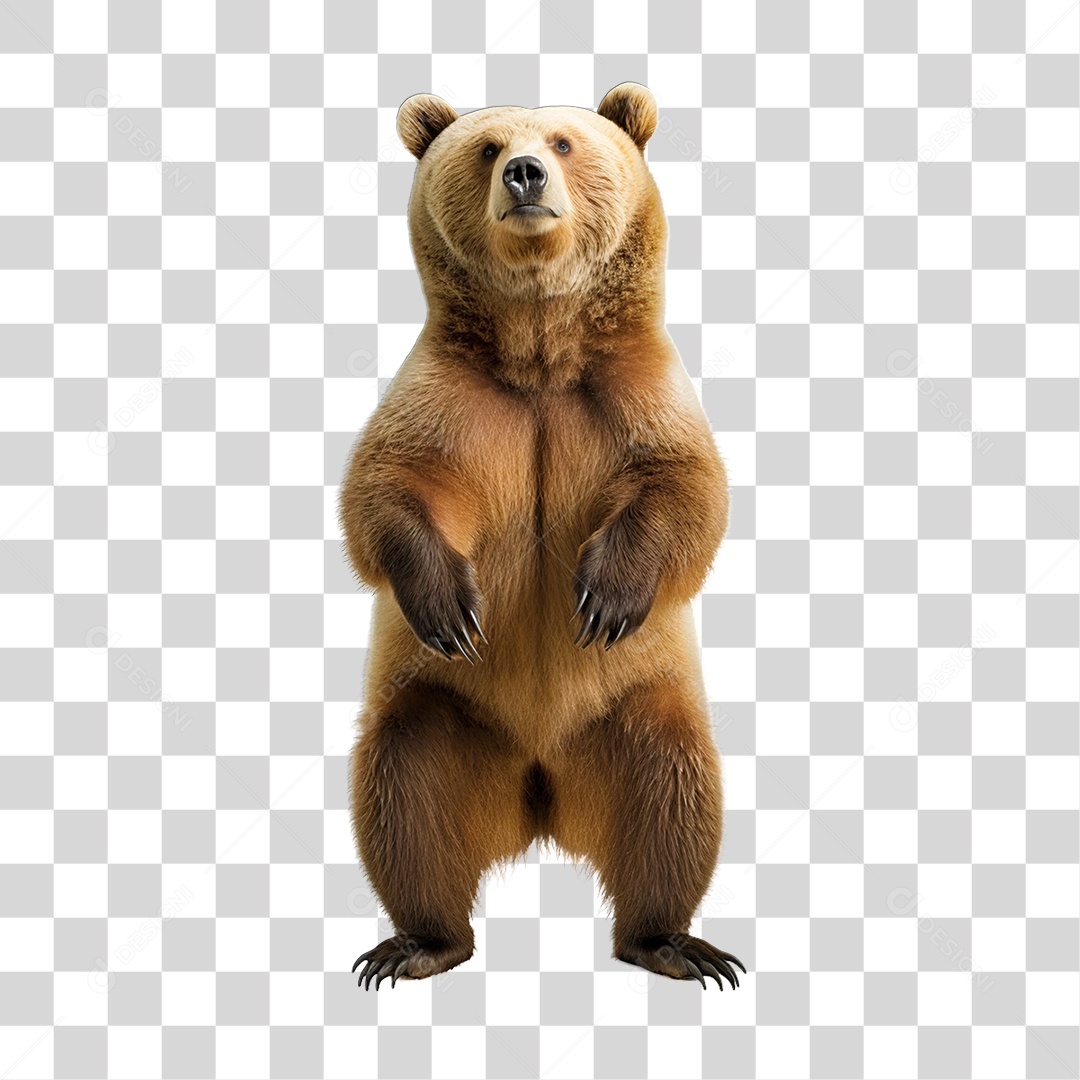 Urso Cinzento Animal Silvestre PNG Transparente