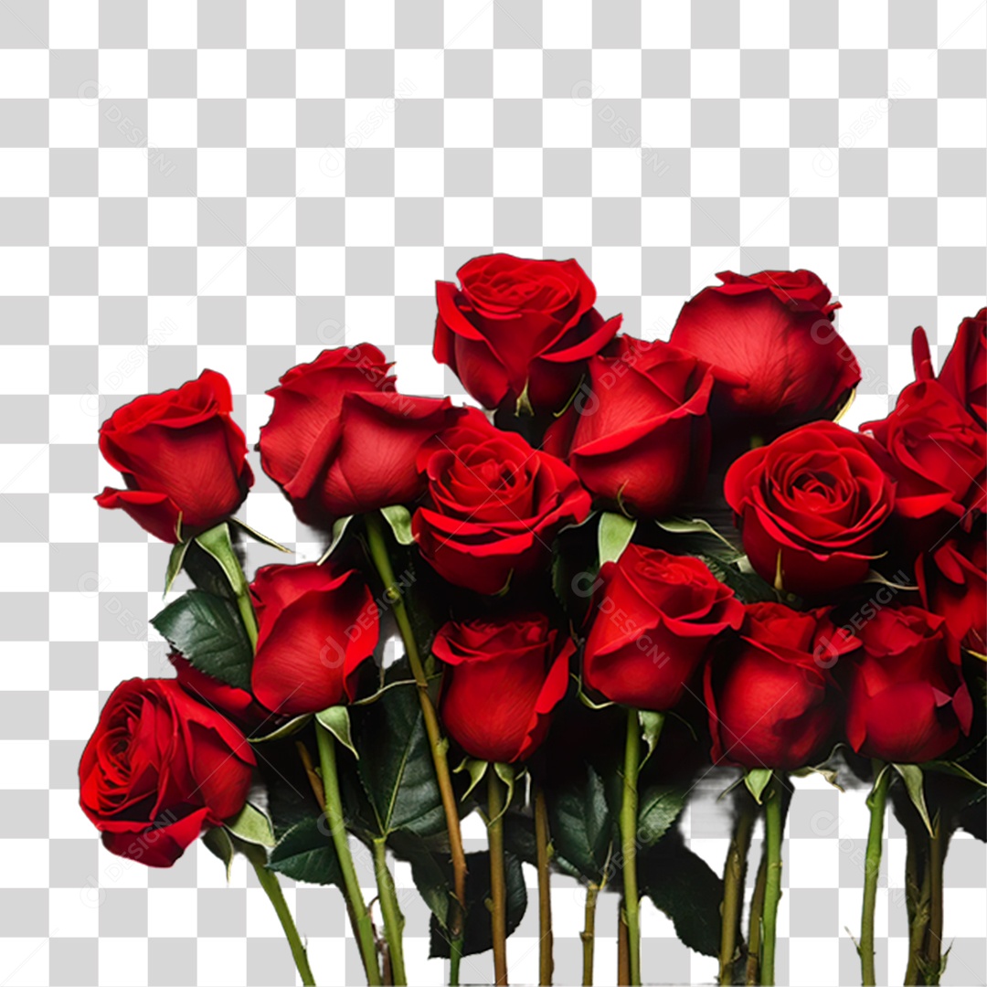 Flores Rosas Plantas PNG Transparente