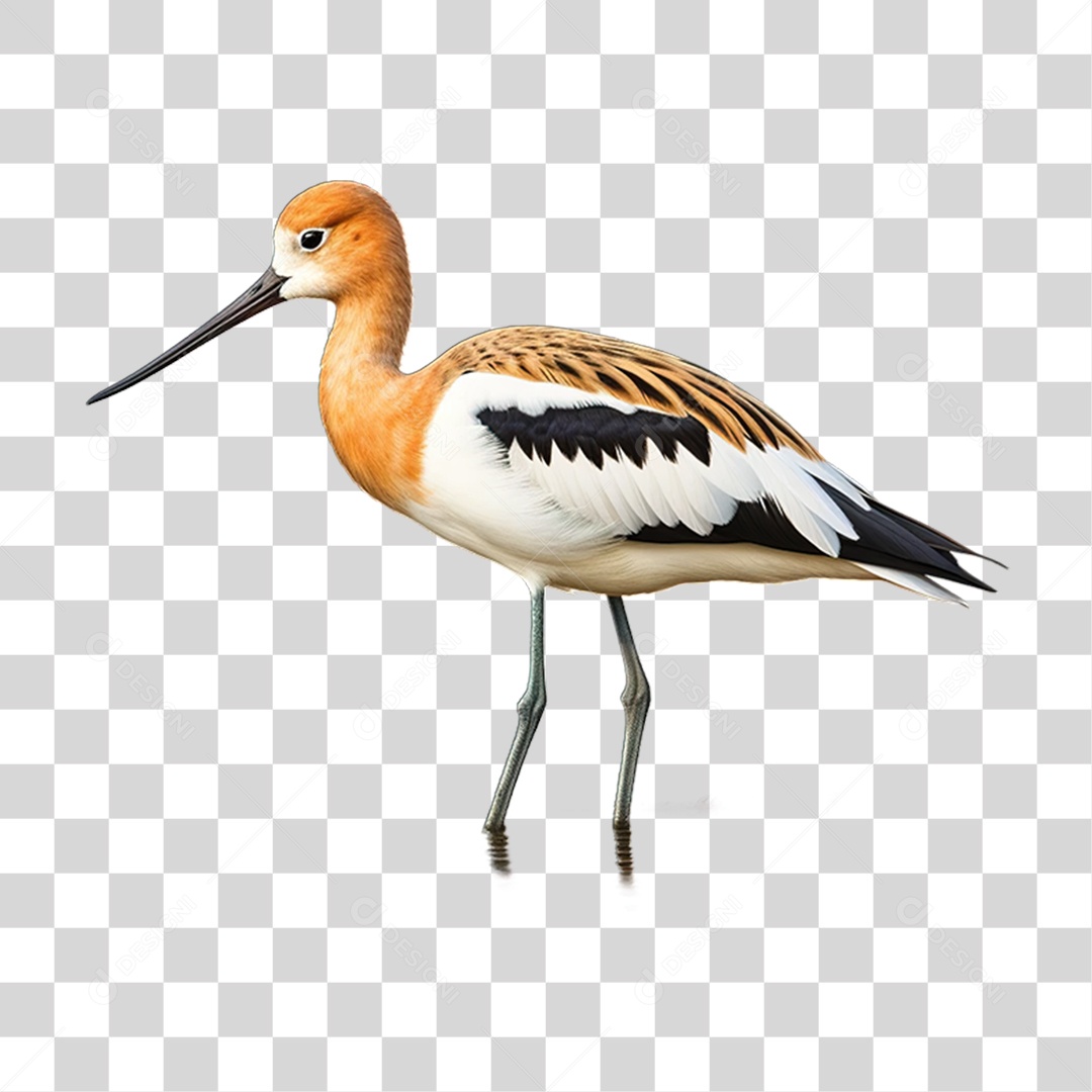 Ave Alfaiate de Pescoço Pardo PNG Transparente