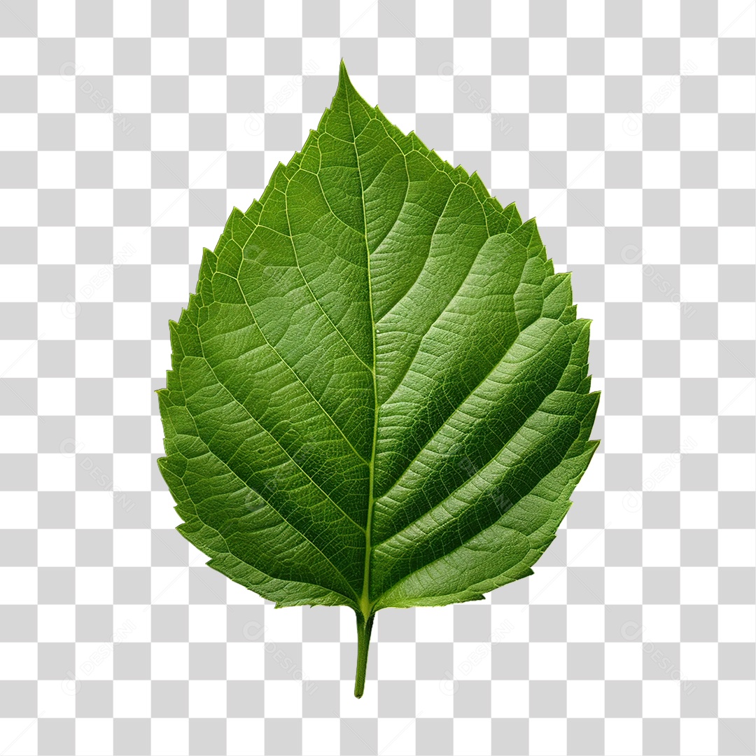 Folha Verde PNG Transparente