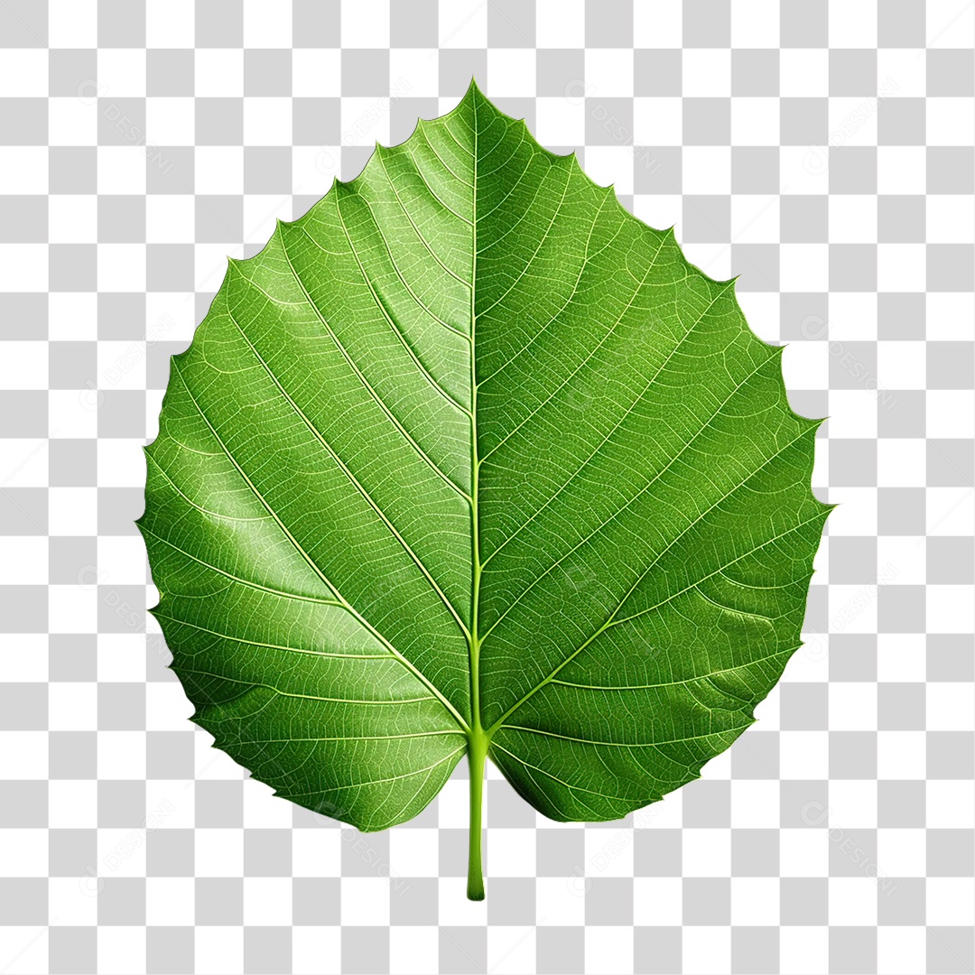 Folha Verde PNG Transparente