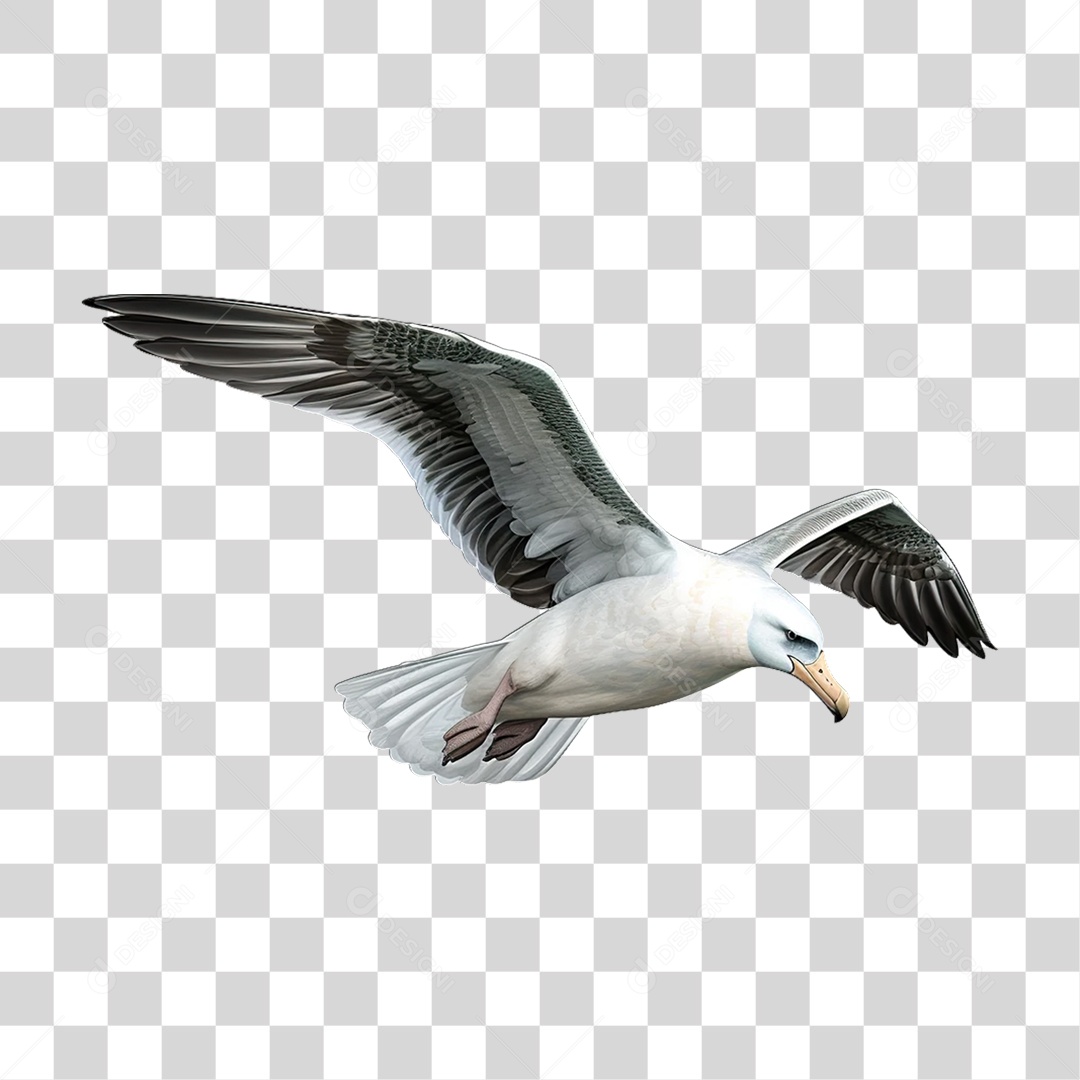 Gaivota Branca Ave PNG Transparente