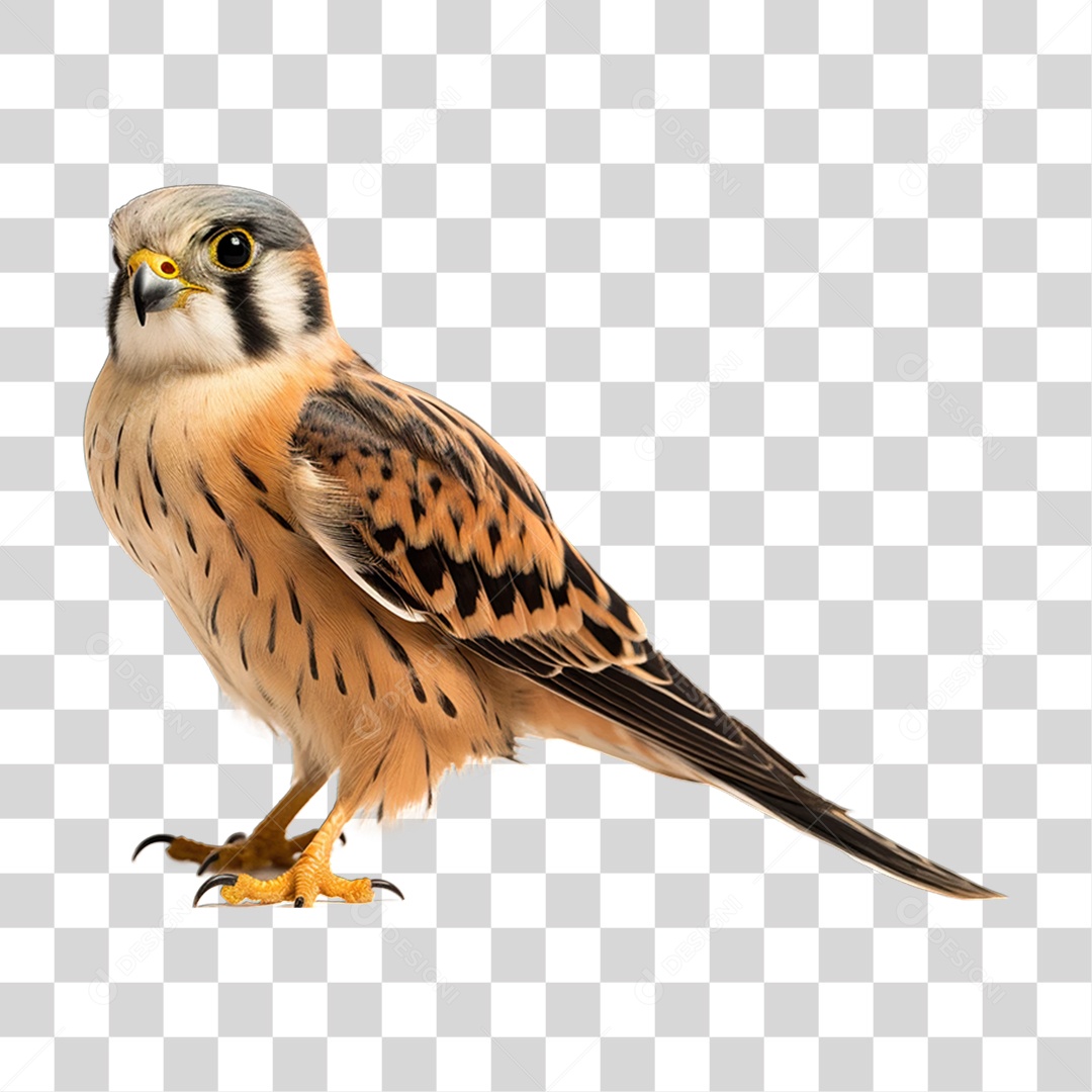 Gavião Predador Aves PNG Transparente