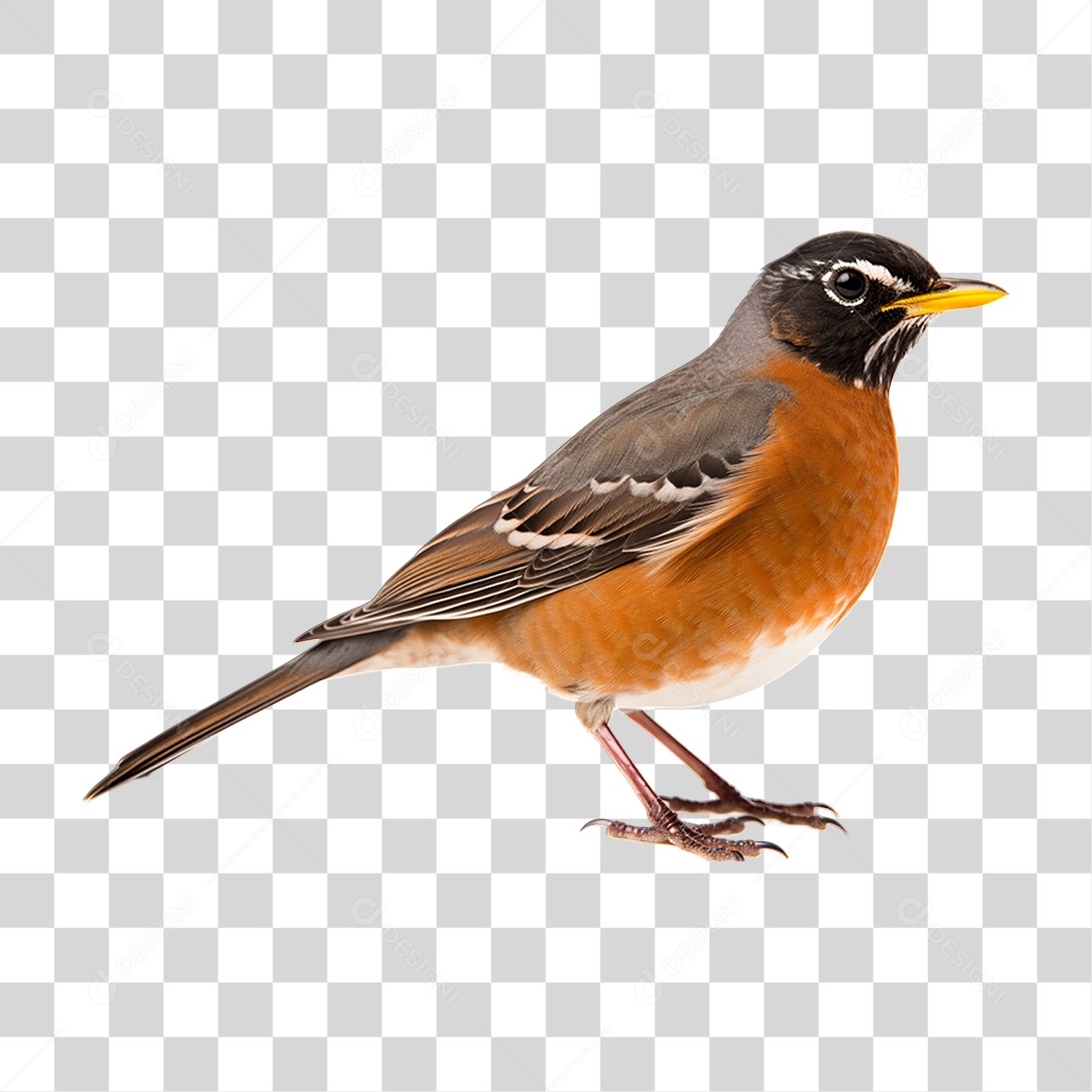 Pássaro Ave Tordo Americano PNG Transparente