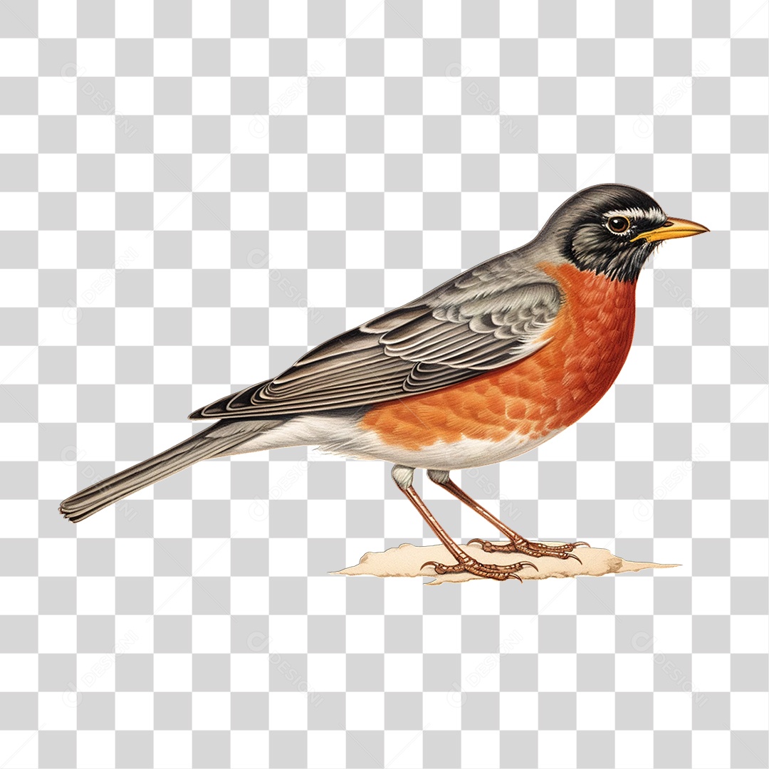 Pássaro Ave Tordo Americano PNG Transparente