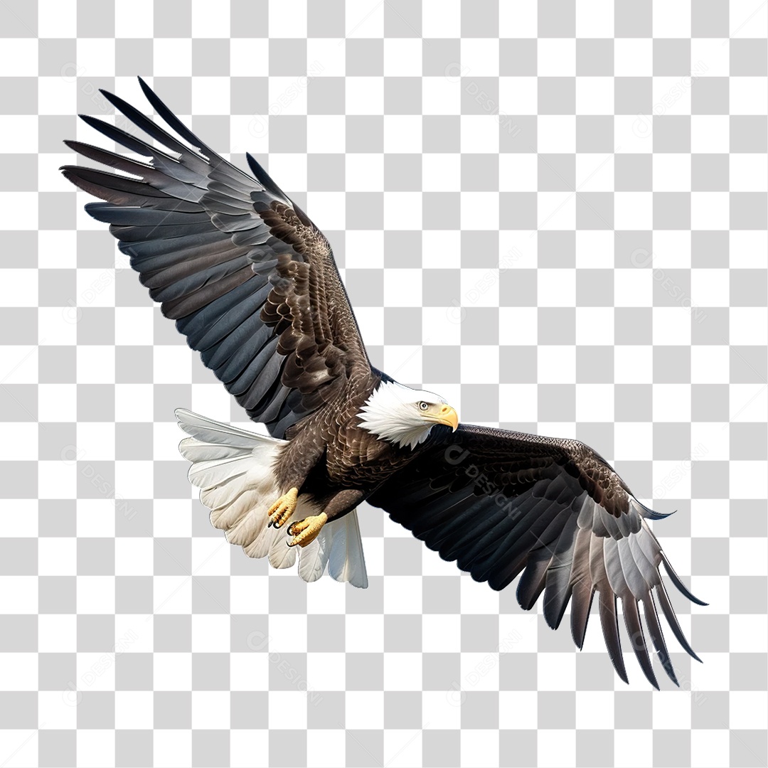 Ave Águia de Cabeça Branca PNG Transparente