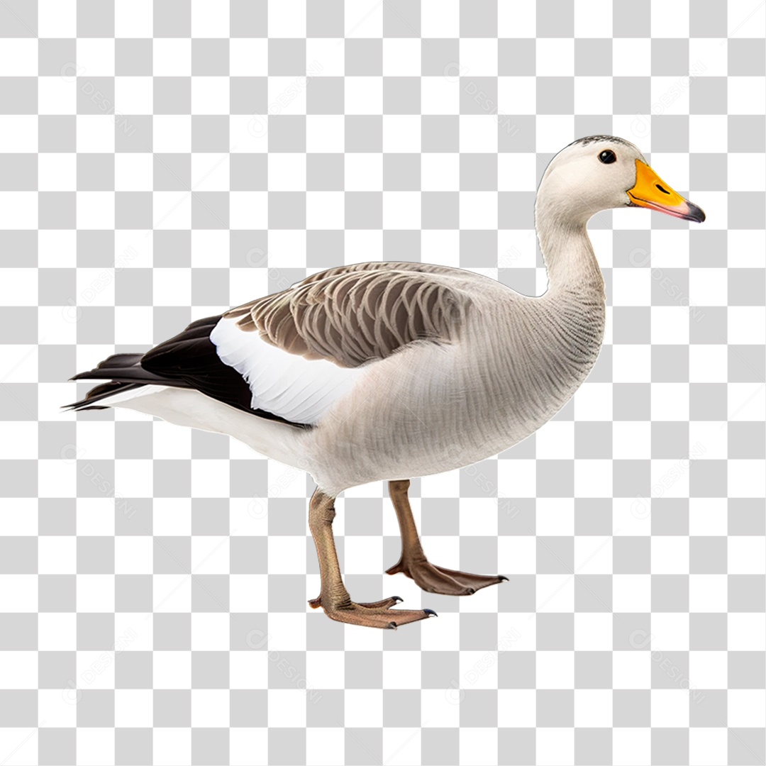 Ave Ganso Domestico PNG Transparente