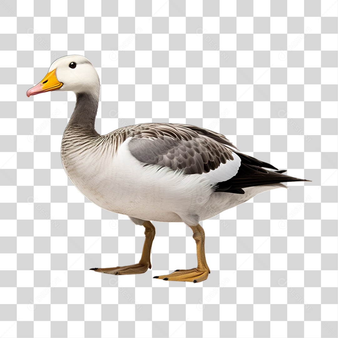 Ave Ganso Domestico PNG Transparente